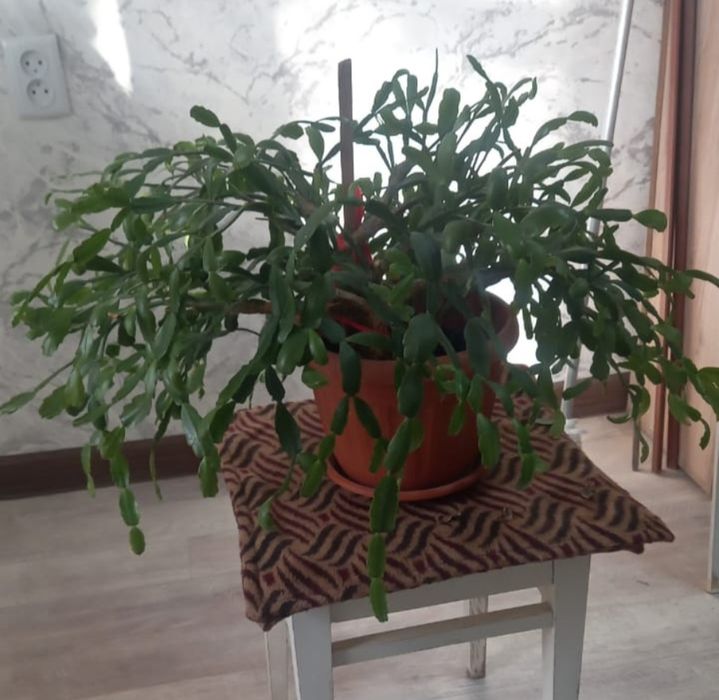 Цветы домашние,  декабрист