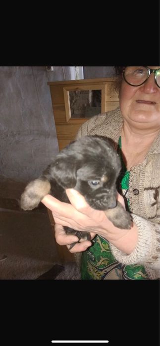 Помогите найти дом щенятам