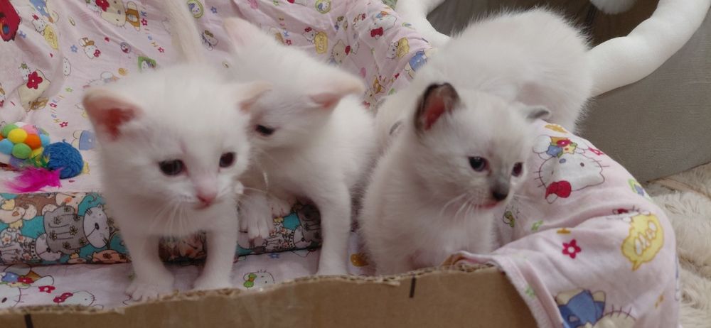 Отдам котят бесплатно
