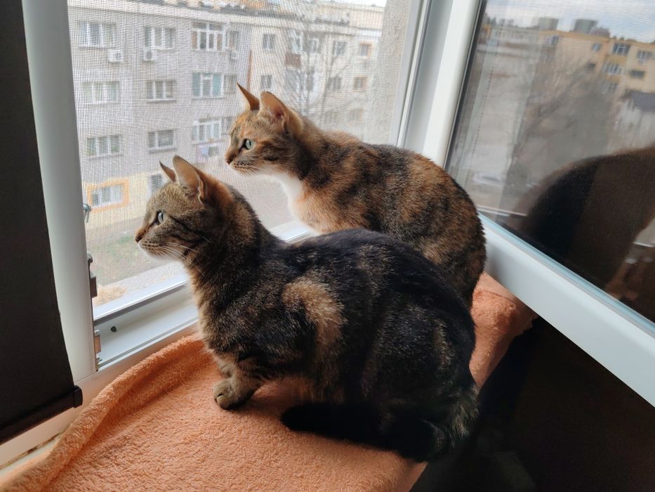 Adoptie Poppy, pisica sociala si dragastoasa