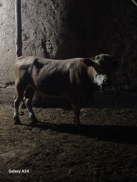 Assalamu aleykum buqlar sotiladi Qozoqston buqlari