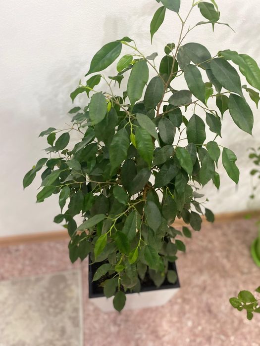 Комнатные цветы разные