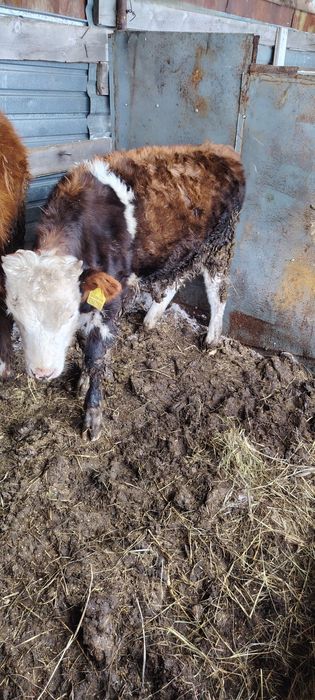 Продам телёнка 5 месяц