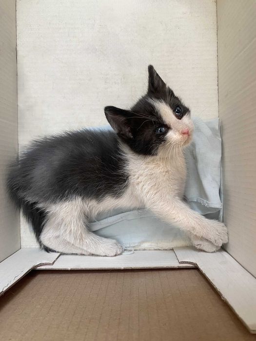 Бебе коте момиче търси дом
