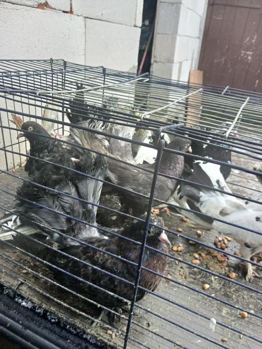 Roleri din primăvară