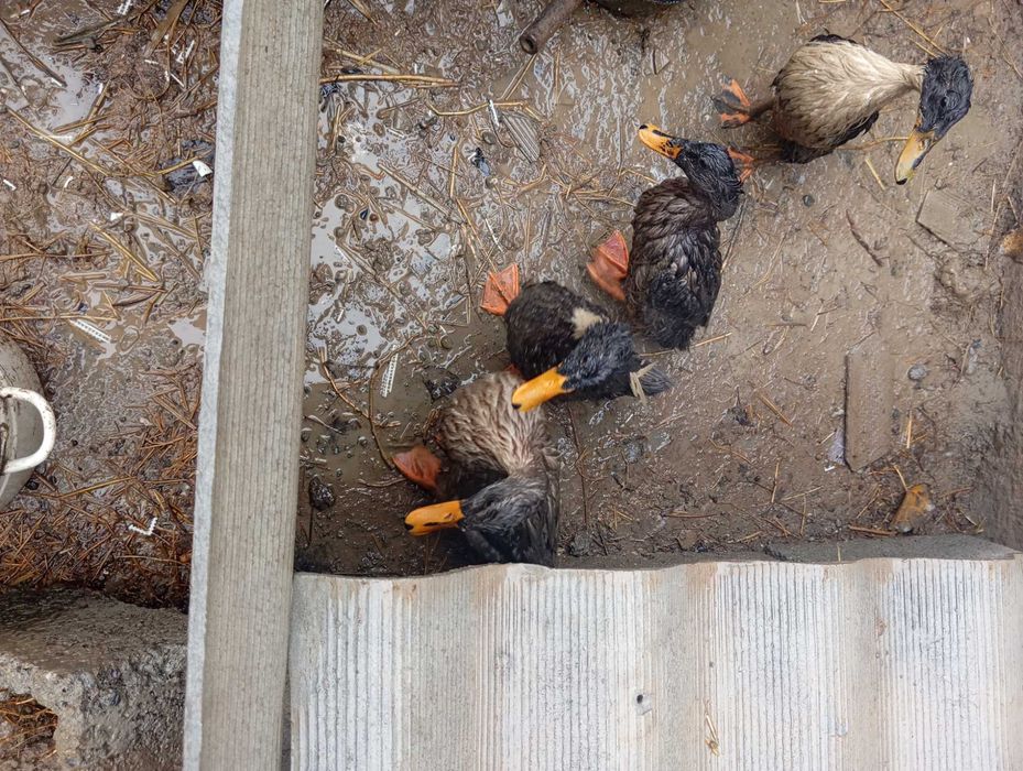 Урдак Самарканд Пастдаргом Джума