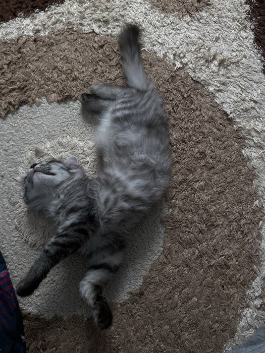 Отдам в хорошие руки котенка