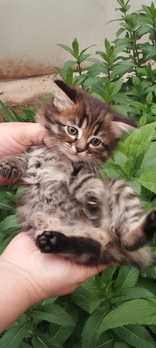 мальчик пушистый милашка и девочка