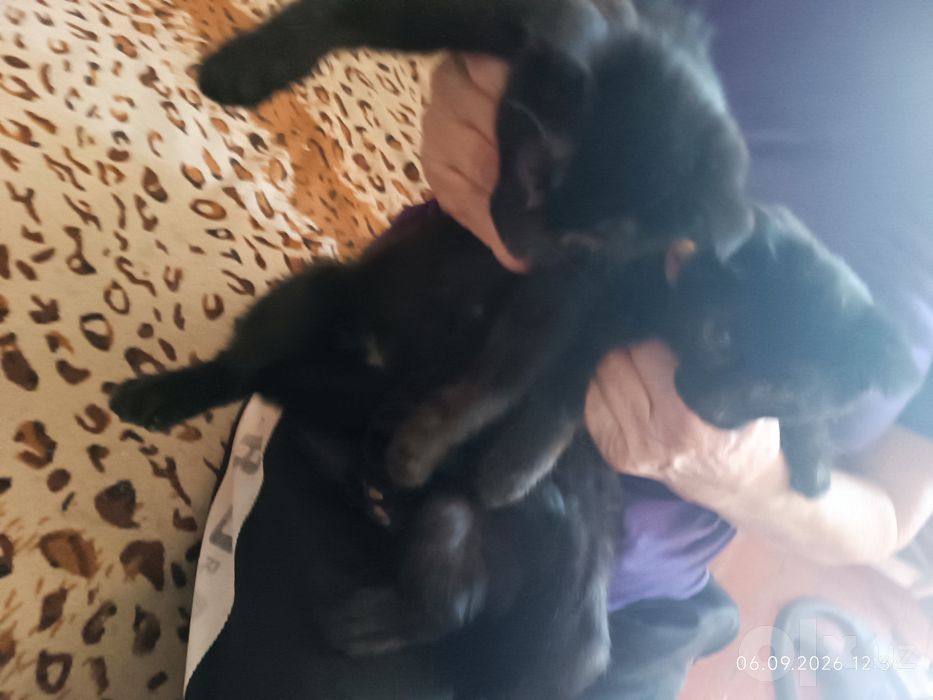 Вислоухие котята и простые
