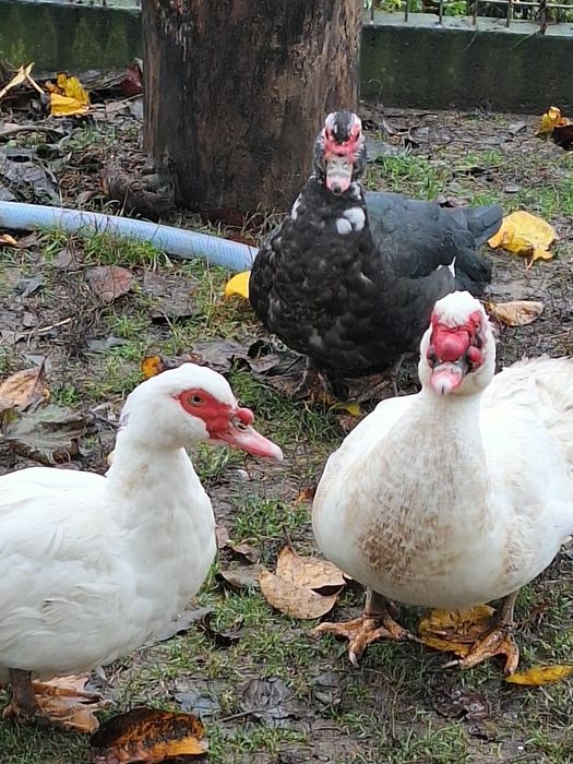 Rate .leșești mute