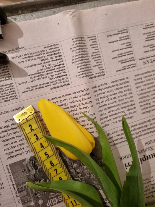 Тюльпаны 700 тенге