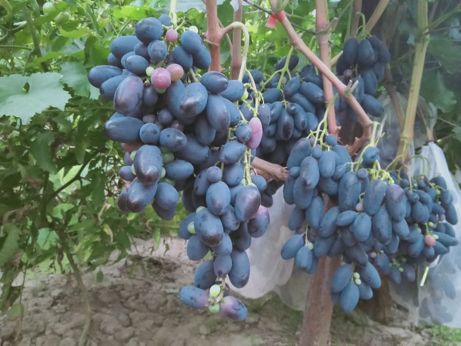 Виноград Сортовые саженцы