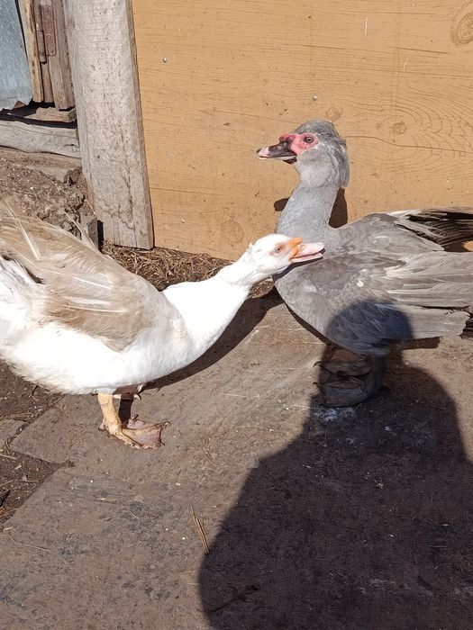 Продам молодых селезней индоуток