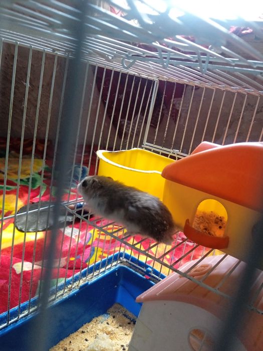 Обмен девочка хомика на мальчика