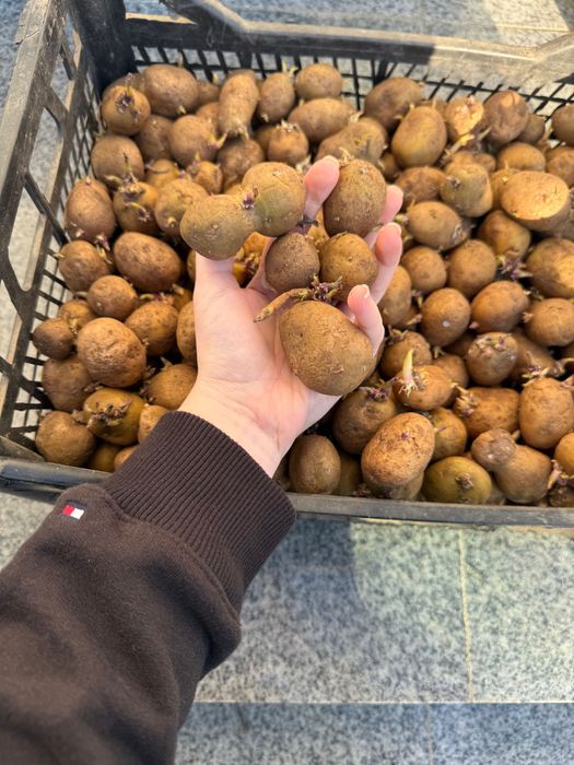 Cartofi de  sămânță Arizona