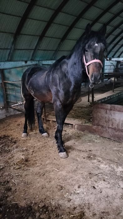 Аигыр сатылады 6 жасар боиы 162