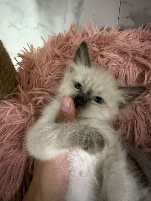 Отдам котят. Мама сфинкс. Папа британец