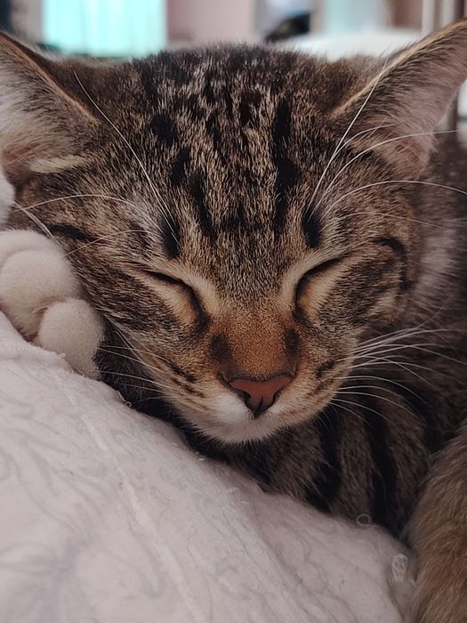 Котик ищет семью