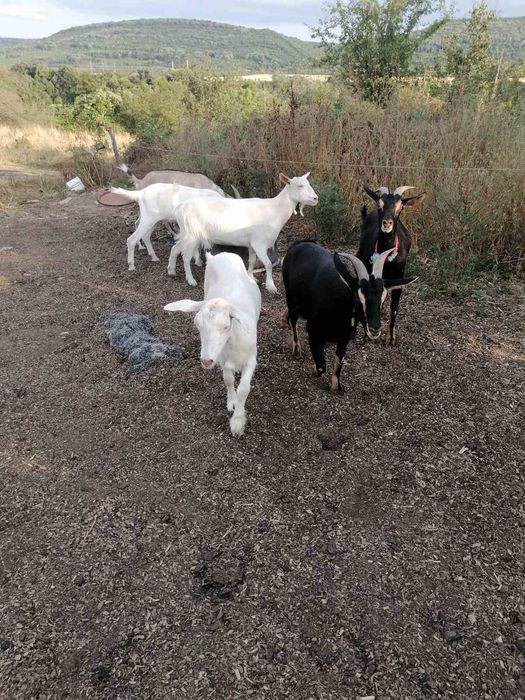 Женски и мъжки ярета