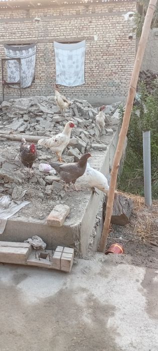 Товуклар сотилади