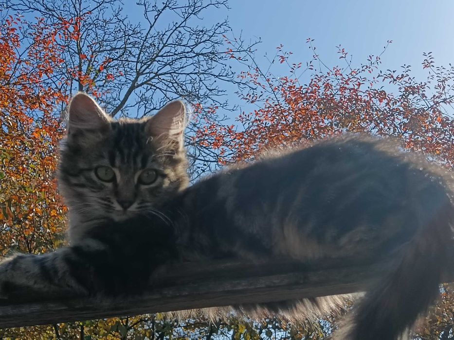 Подарявам коте на пет месеца