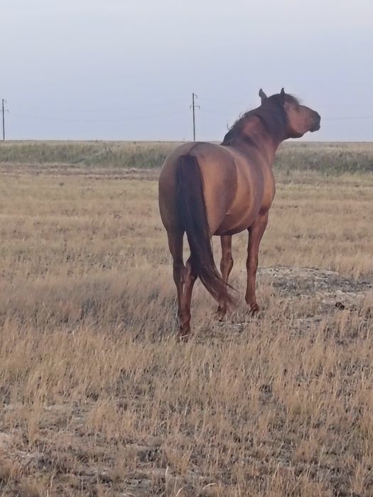 Айғыр сатылады жағдайы жақсы