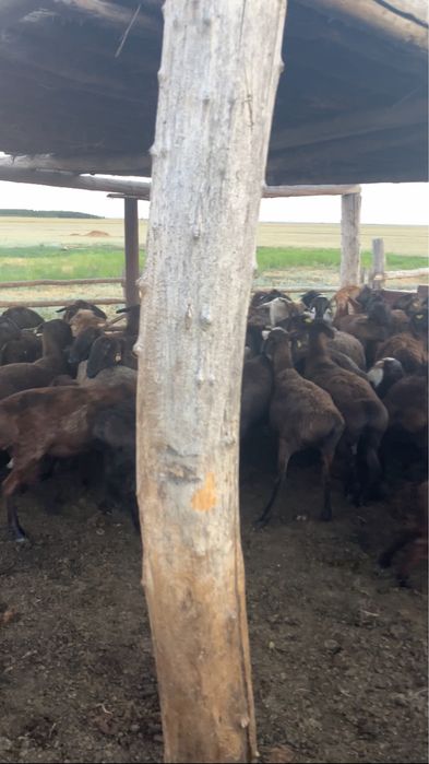 Продам баран большую партию