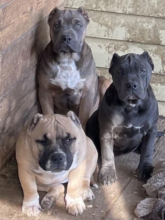 Щенки американский булли