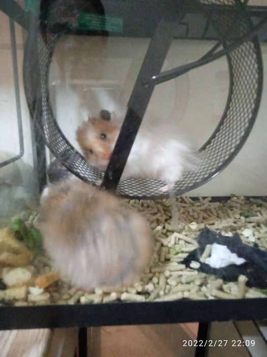 Шары прогулочные для грызунов