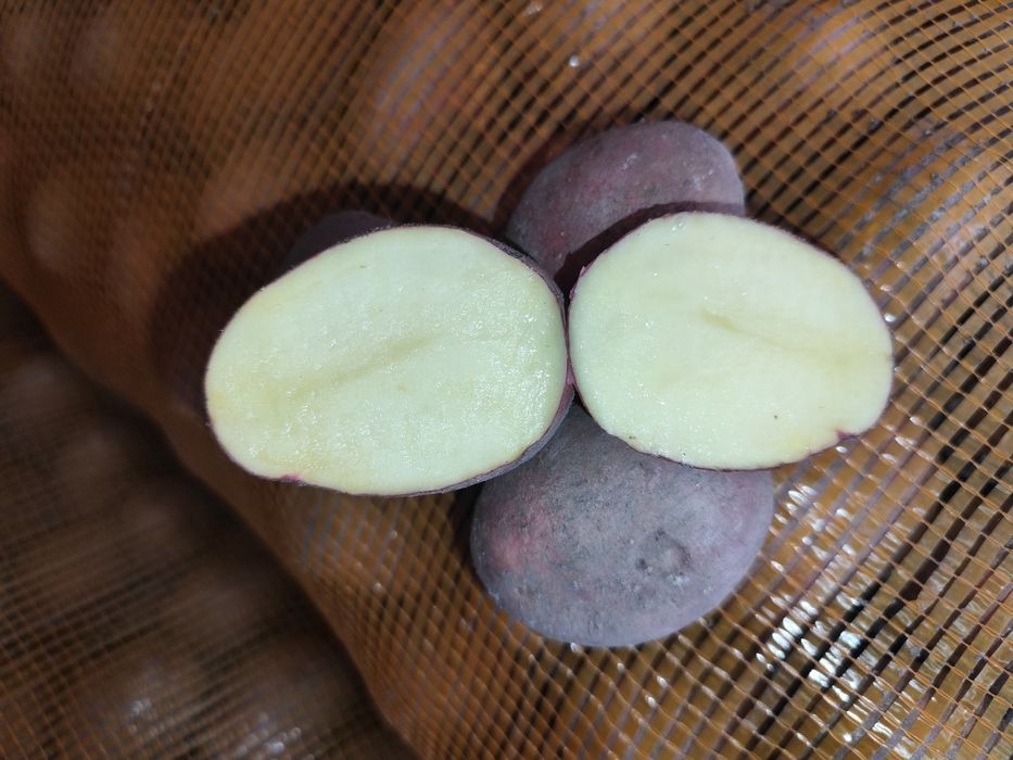 Семена красная продается