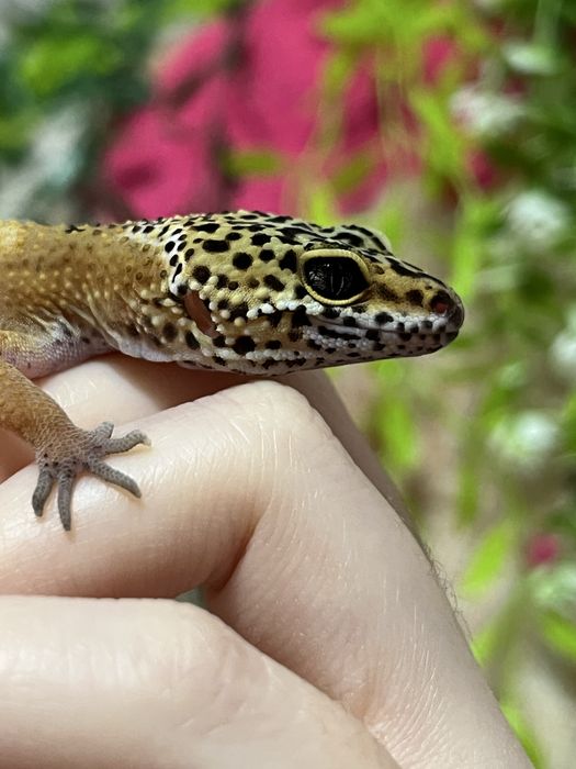 Эублефары гекконы (ящерица,геккон)