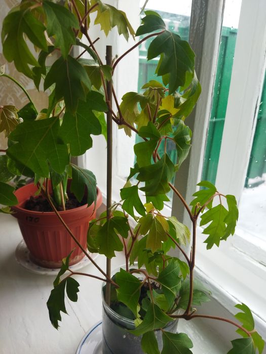 Комнатные цветы продам