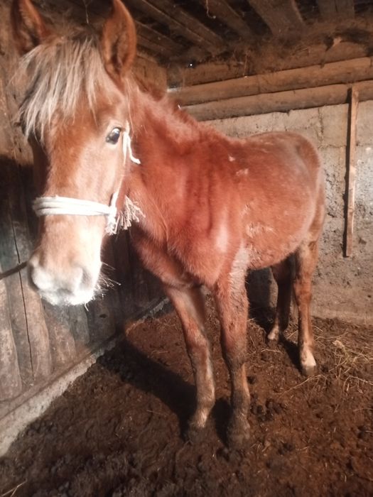 Құнан, дөнен,тай, жылқы