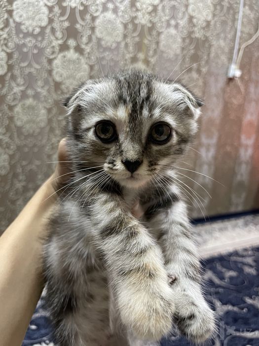 Скоттиш Фолд Мушукча, Зотдор