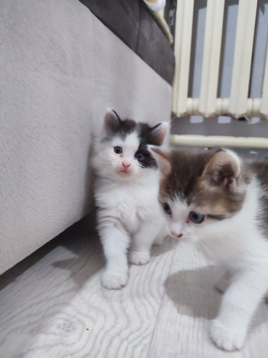 Котята бесплатно