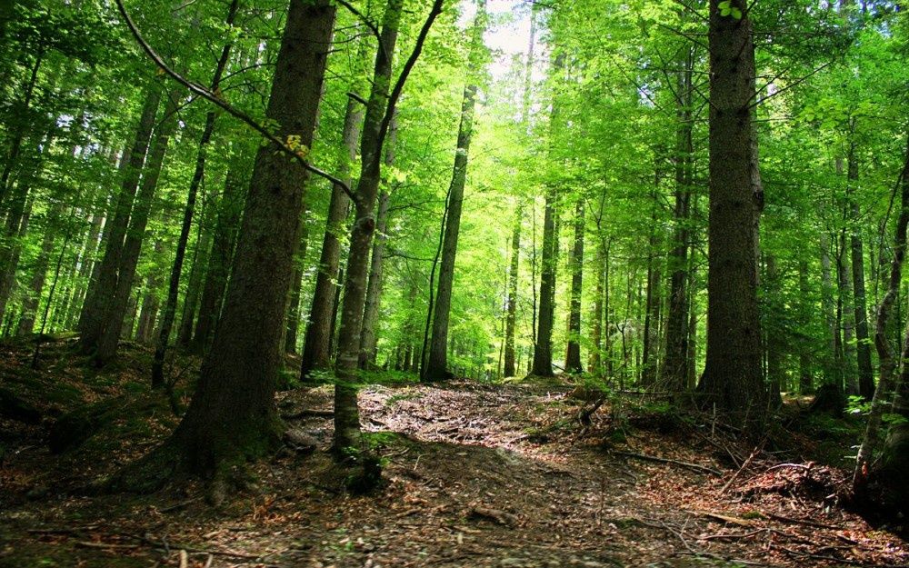 Борова гора .Не сякана 50г.
