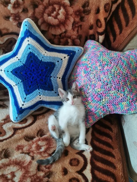 Отдам котенка в хорошие руки