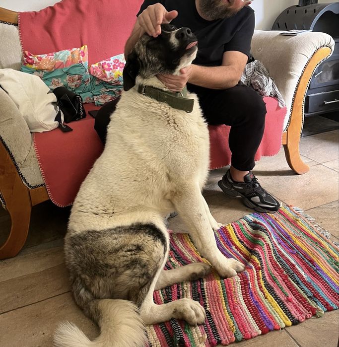 Ciobanesc de Bucovina metis