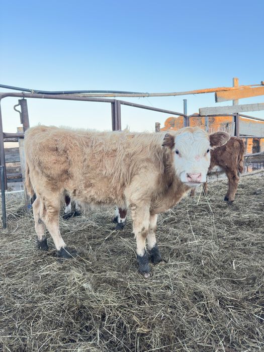 Бычки бык крс бұқа