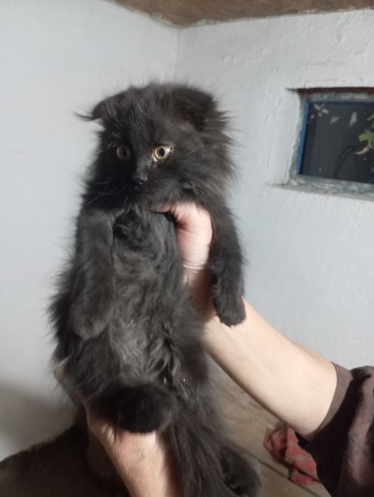 Котёнок в добрые  руки отдам