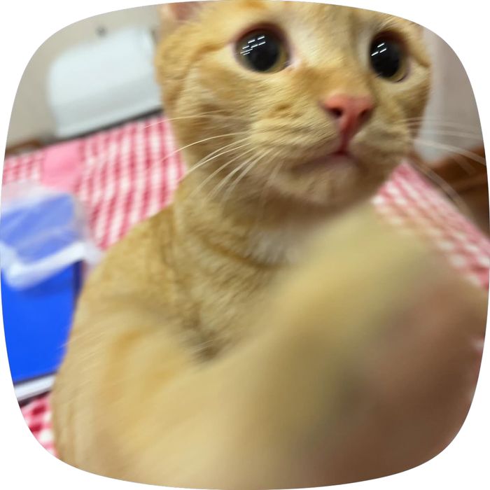 Отдам кота в добрые руки
