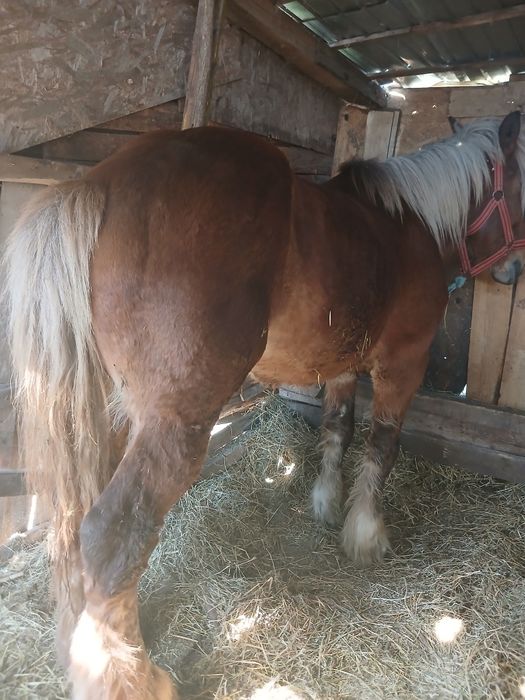 2 armăsari de Polonia