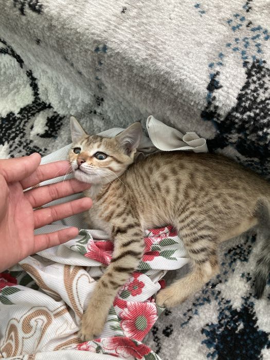Продаётся кошки домашние бенгальская