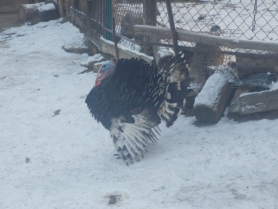 Күркетауық тауық сатылады