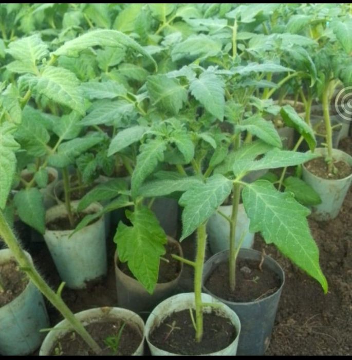 Продам рассаду помидор и перца