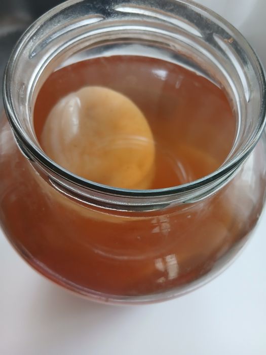 Ciuperca Kombucha de vanzare