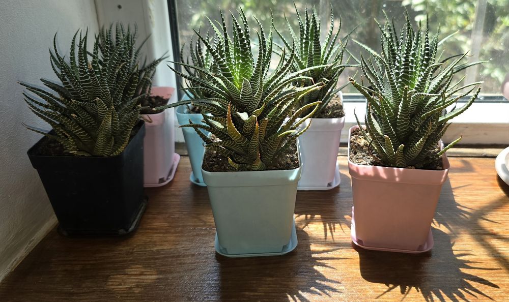 Продам комнатное растение