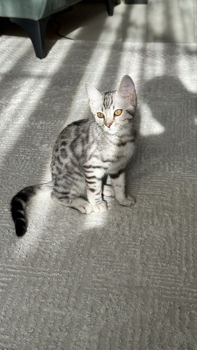 Срочно продам бенгала мальчик