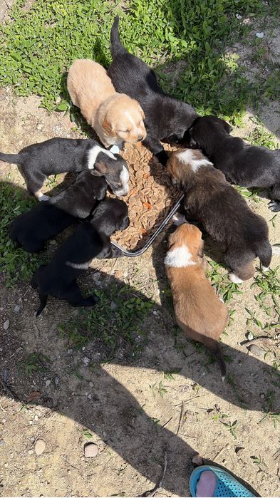 Donez catei 6 saptamani