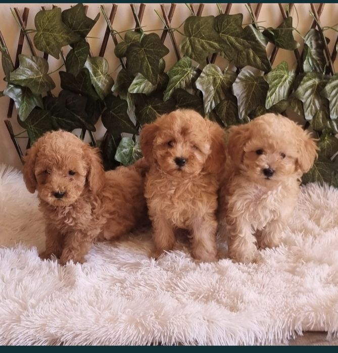 Той Пудел Toy Poodle